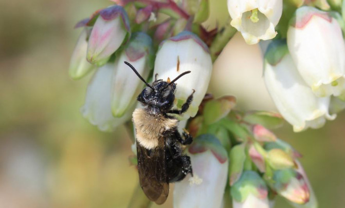 180215abejasJasonGibbs2image671405 El Digital de Asturias