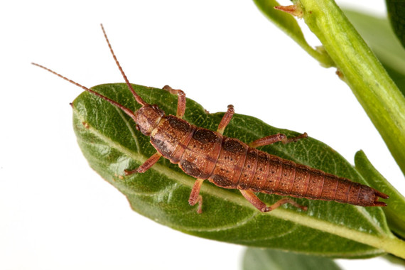 Comodepredecibleeslaevolucionimage380 El Digital de Asturias