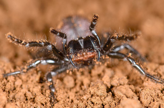 Lasaranasmasvenenosasdelmundosonprimashermanasimage380 El Digital de Asturias
