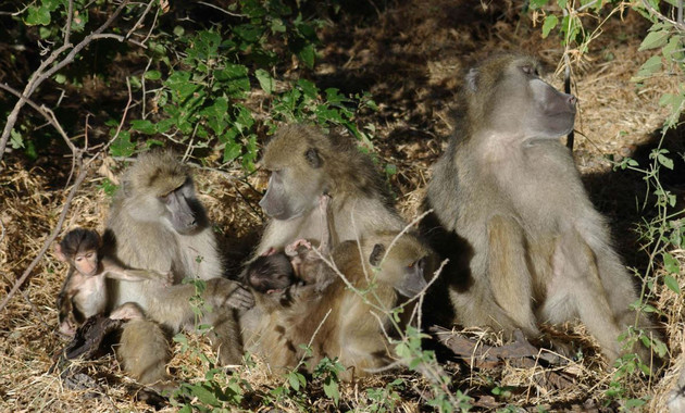 Lasllamadasentreprimatesdependendelcontextoylasrelacionessocialesimage380 El Digital de Asturias