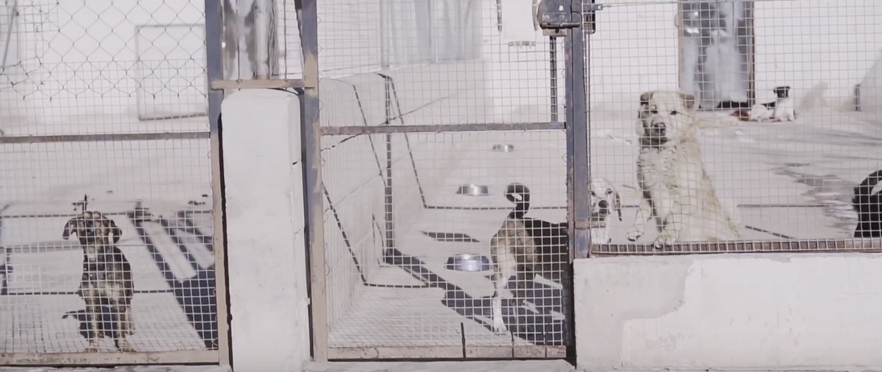 1521110575ProtectoraPerroscopia El Digital de Asturias