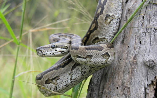 Lasmadrespitonesnodescuidanasuscriasreciennacidasimage380 El Digital de Asturias