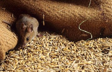 desratización valencia  El Digital de Asturias