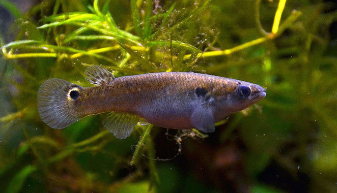 pecessaltarines El Digital de Asturias