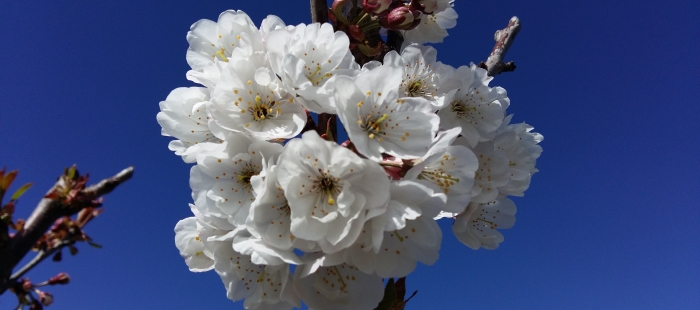 20170307131628 El Digital de Asturias