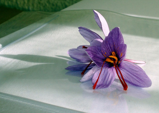 Elextractodeazafrantieneefectosantidepresivosenadolescentesimage380 El Digital de Asturias