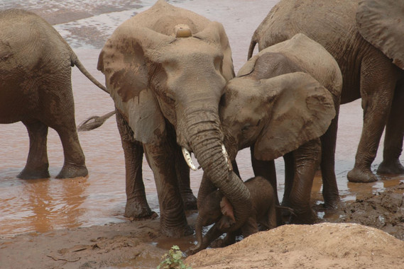 lacazafurtiva El Digital de Asturias