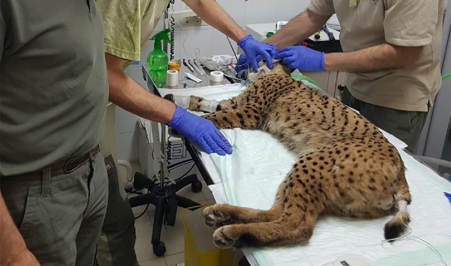 1528371717644lincelitioestandardn El Digital de Asturias