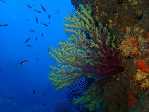 OLYMPUS DIGITAL CAMERA El Digital de Asturias