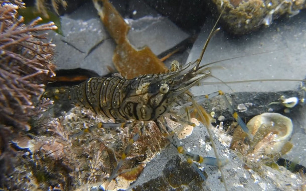 Lasgambasmasprudentesgananlabatallaporlacomidaimage380 El Digital de Asturias
