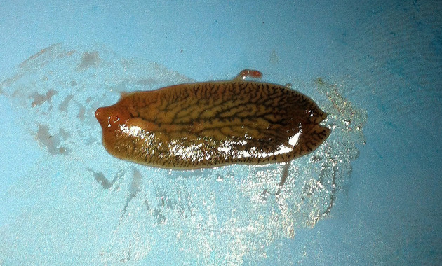 Vesiculasdegusanosparasitosparalucharcontralacolitisulcerosaimage380 El Digital de Asturias