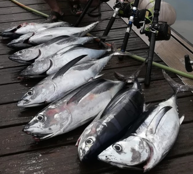 BONITOCANDAS2018  El Digital de Asturias