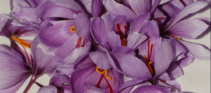 azafran1f9e6c986 El Digital de Asturias