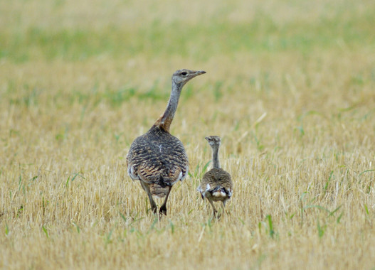 Lacompetenciaenlosnidosdeavutardaperjudicaalascriashembraimage380 El Digital de Asturias