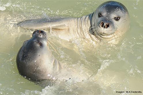 130918Focamonje El Digital de Asturias