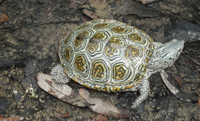 180916tortuga2image671405 El Digital de Asturias