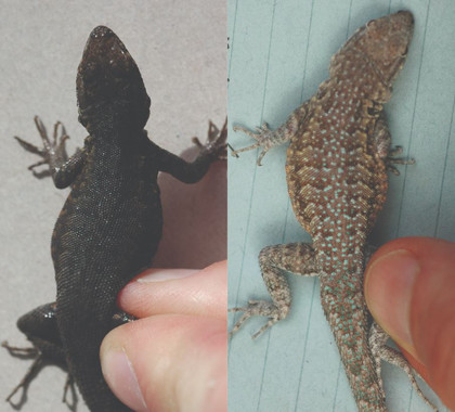 AsicambiandecolorunaslagartijasdeldesiertodeMojaveimage380 El Digital de Asturias