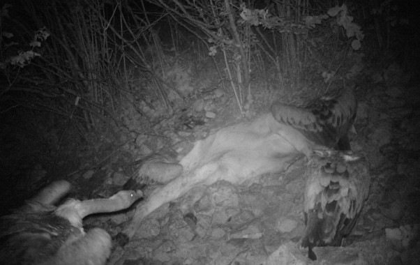 Primerasimagenesdebuitresleonadosalimentandosedenocheimage380 El Digital de Asturias