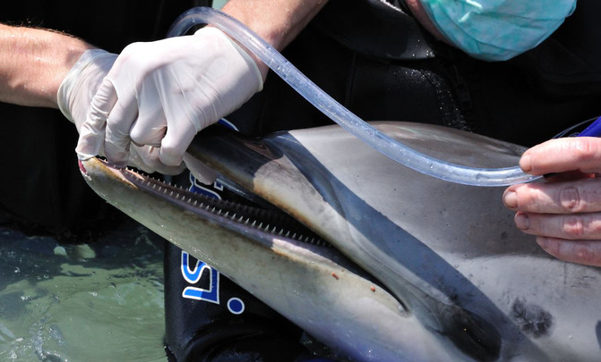 delfinesenfermos2image671405  El Digital de Asturias