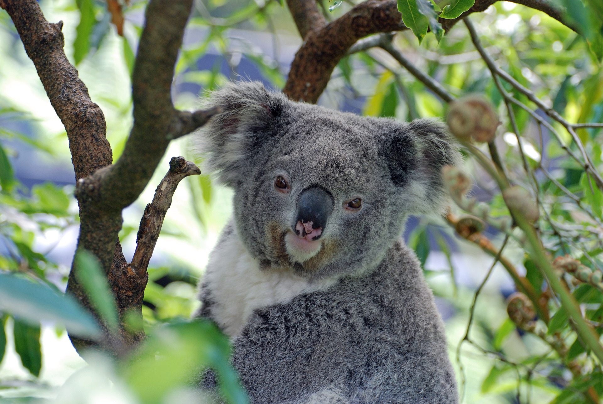 koala  El Digital de Asturias