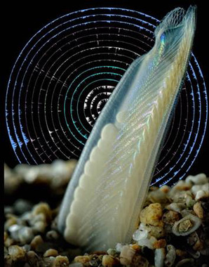 Desvelanlasclavesdelmisteriodelorigendelosvertebradosimage380 El Digital de Asturias