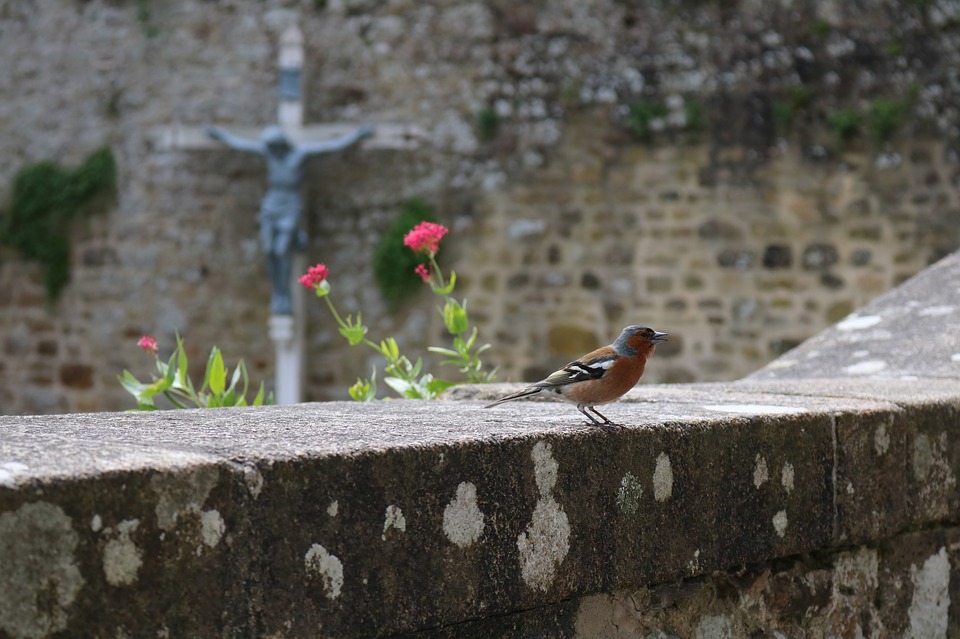 nature3178655960720  El Digital de Asturias