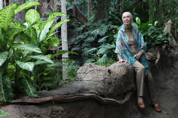 Jane Goodall: “Estamos viviendo la sexta extinción masiva de especies”