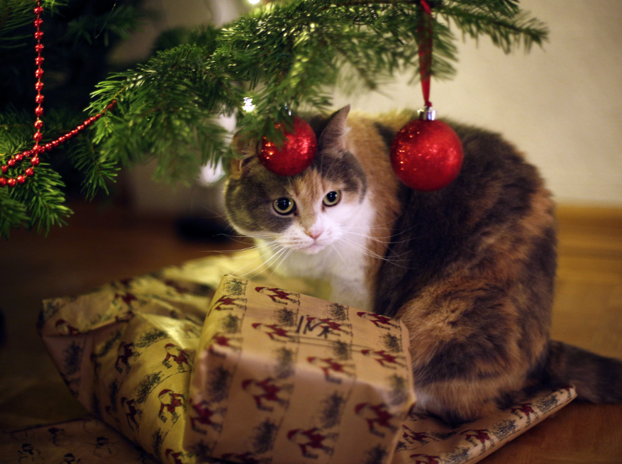Los animales no deben ser regalos de Navidad