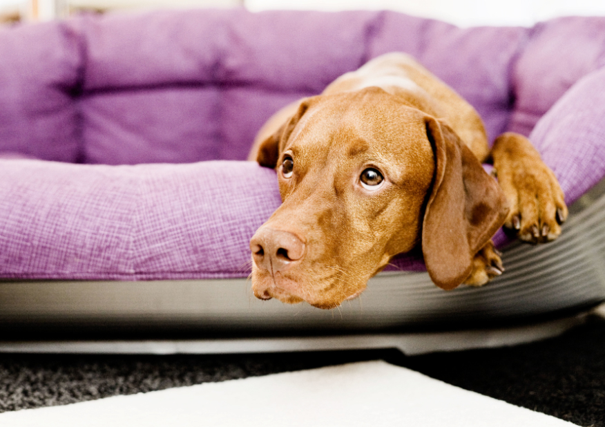 Nochevieja y mascotas: ¿Cómo evitarles una noche incomoda?
