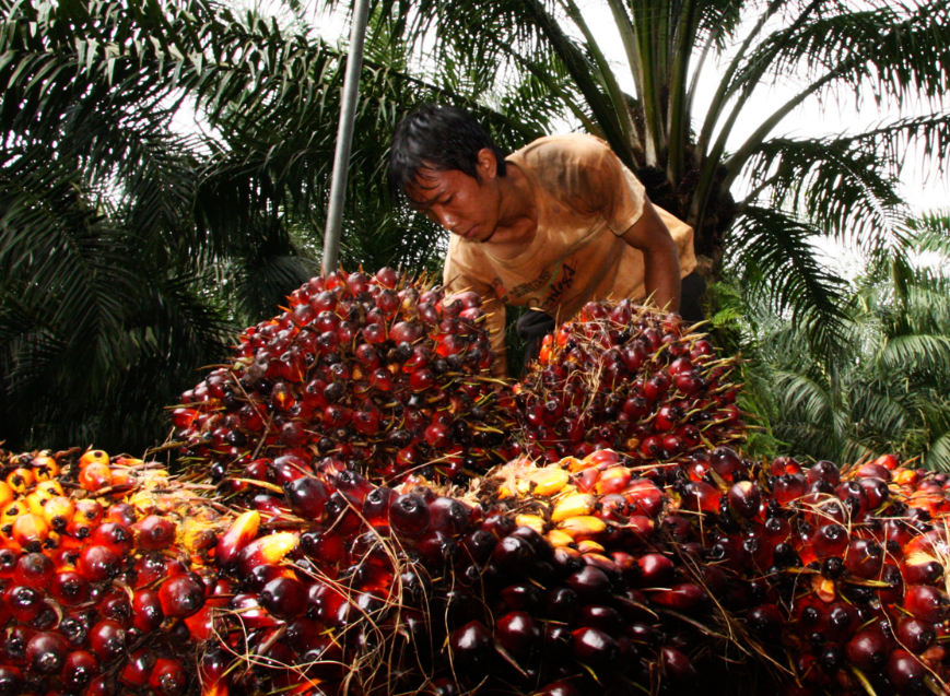 el debate sobre el aceite de palma El Digital de Asturias