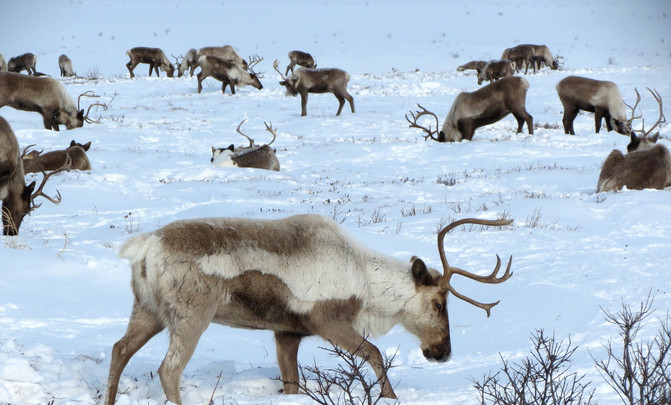 reindeer25248171920image671405 El Digital de Asturias