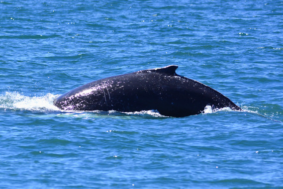 LasballenasjorobadaslleganalMediterraneoparaalimentarseimage380 El Digital de Asturias