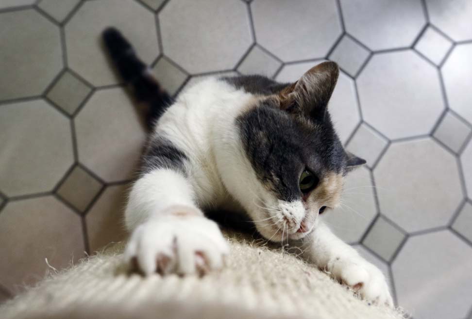 Losgatosysusamos El Digital de Asturias