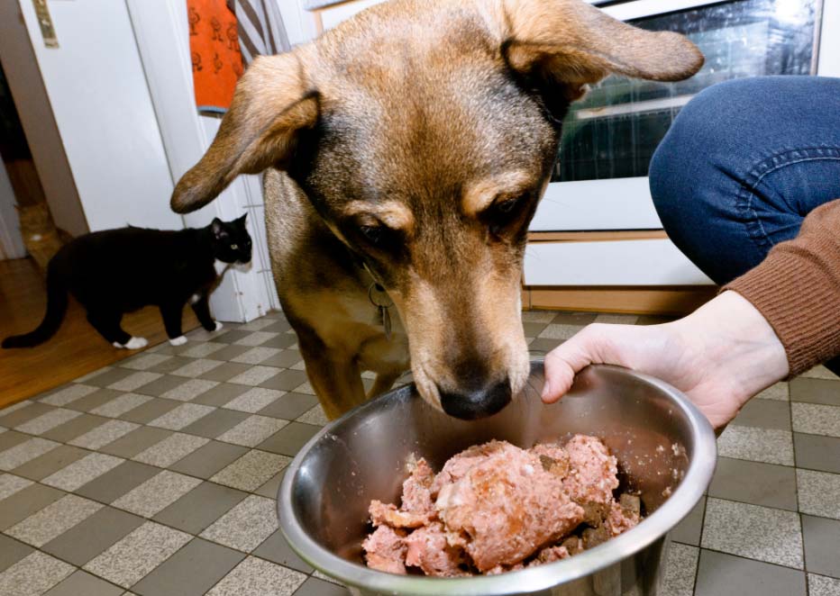 Unadietasolodecarnenoesbuenaparaelperro El Digital de Asturias