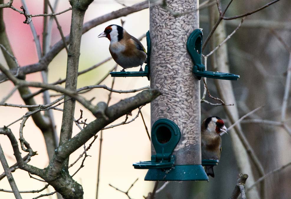 alimentarpajarosinvierno El Digital de Asturias