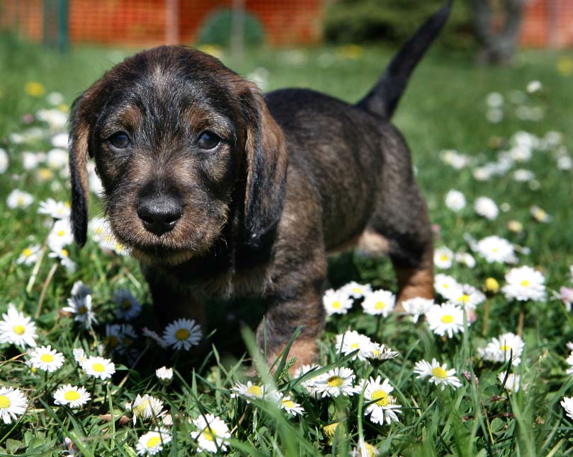 cepilladosperros El Digital de Asturias