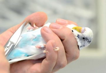 pajaromano  El Digital de Asturias