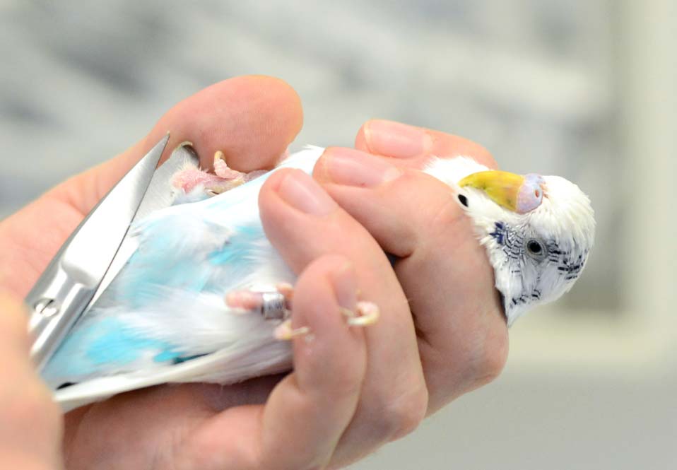 pajaromano  El Digital de Asturias