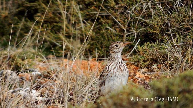 LaalondraricotiestadesapareciendoenEspanayEuropaimage380 El Digital de Asturias