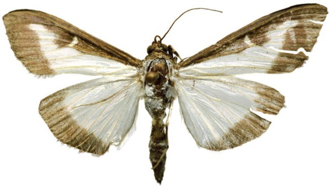 UnapolillainvasoraaterrizaporprimeravezenMadridimage380 El Digital de Asturias