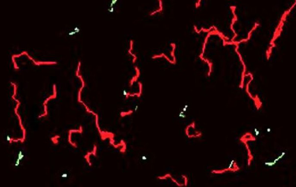 Losespermatozoidesmasrapidossontambienlosmaseficientesenratonesimage380 1 El Digital de Asturias