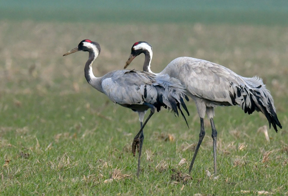 grullas El Digital de Asturias