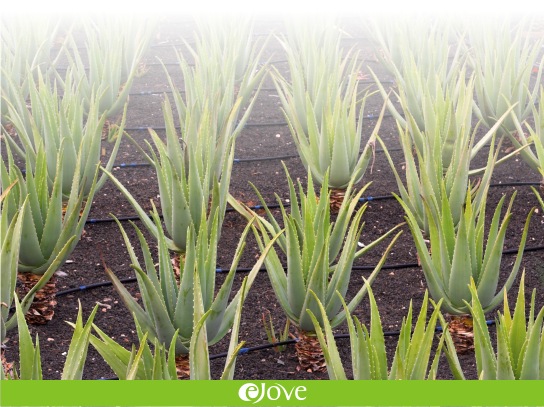 Plantaciones Aloe Ejove IP El Digital de Asturias