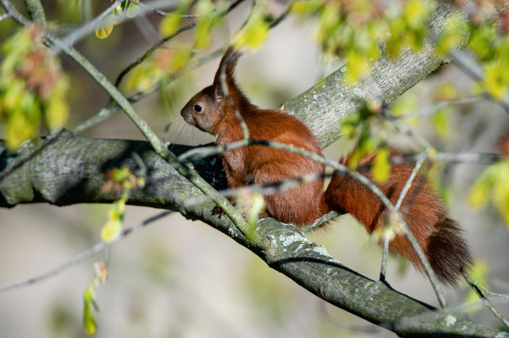 ardillasfamosas El Digital de Asturias