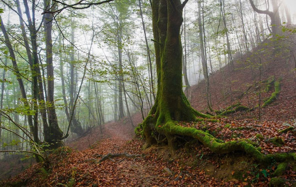 bdpfpforestal El Digital de Asturias