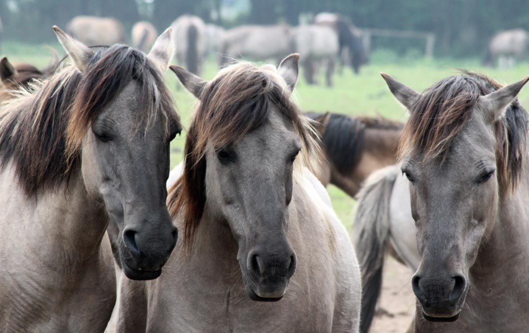 caballossalvajes El Digital de Asturias