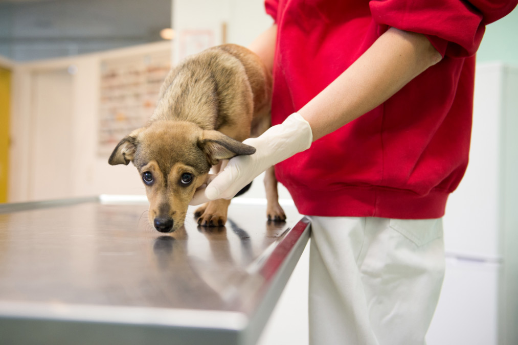 ¿Qué hacer cuando tú perro vomita?: Consejos para mascotas