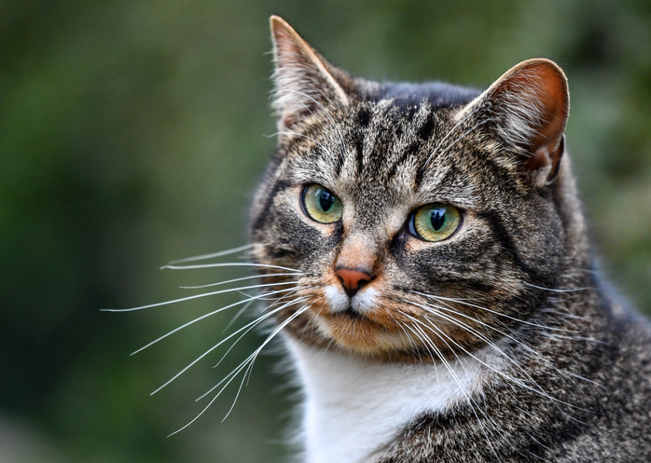 El Departamento de Agricultura de Estados Unidos frena los experimentos