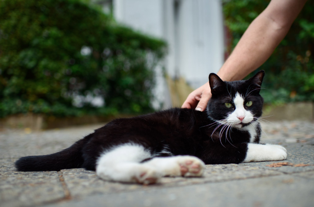 Los gatos son capaces de reconocer su nombre