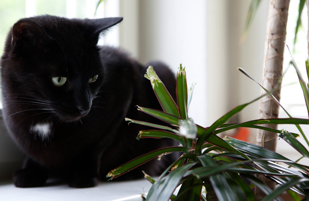 Plantas en casa: El peligro verde para las mascotas